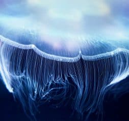 fractology-jellyfish-253x237